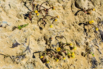 Foalfoot (tussilago farfara) blossoming on spring