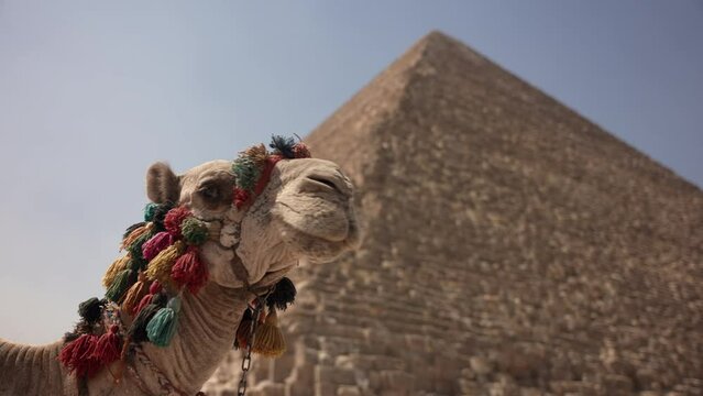 Camel with the Giza Pyramids in the background in Egypt