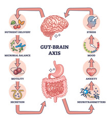 Gut brain axis as intestinal and nervous system interaction outline diagram. Labeled educational medical scheme with microbal body balance influence to stress, mood and anxiety vector illustration. - obrazy, fototapety, plakaty