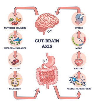 Gut brain axis as intestinal and nervous system interaction outline diagram. Labeled educational medical scheme with microbal body balance influence to stress, mood and anxiety vector illustration.