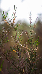 Fougères et bruyères sauvages, dans la forêt des Landes de Gascogne