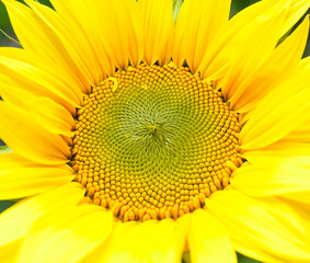 Sunflower (Helianthus annuus) in close-up