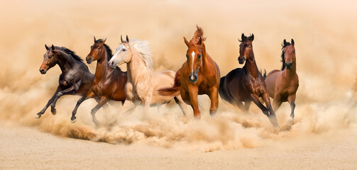 horses in the desert
