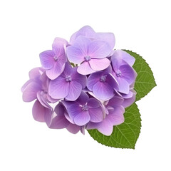 hydrangea flower isolated on white