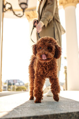 Close-up of a funny toy poodle dog during a walk with his owner a young girl in a raincoat. The dog looks into the camera and licks its nose.