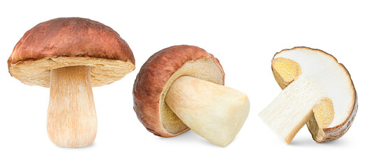 three porcini mushroom (cep) from different angles in a row on a white isolated background