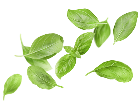 levitating basil leaves on a white isolated background