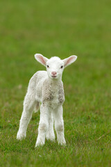 Naklejka na ściany i meble Close up portrait of a newborn lamb in Springtime, facing front with a quizzical expression. Clean, green background. Space for copy. Vertical.
