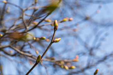 Buds on a tree
