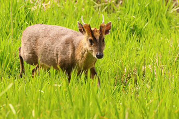 wild deer with horns walking through long grass, in the bright sunshine