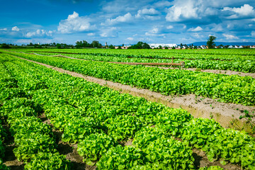 Fototapeta na wymiar Agricultural field with rows of lettuce plants. Rural landscape and vegetable cultivation