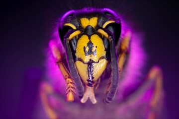 A bee in close-up on a colored background