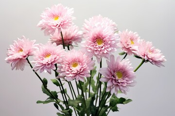 Obraz premium Amazing and classy image of chrysanthemum flower