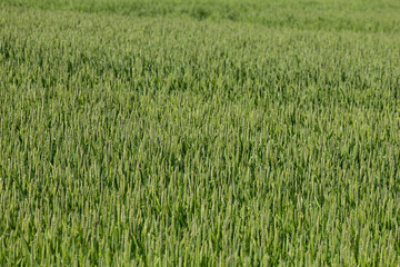green wheat field