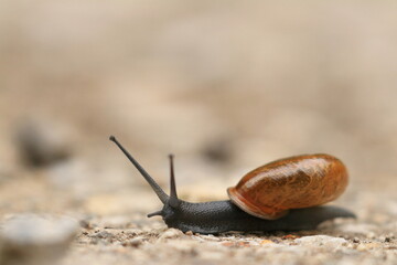 Snail on the ground, view from ground perspective