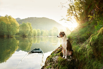 dog in a boat at sunrise. Beautiful pet on a morning walk. Adventure, active lifestyle, health