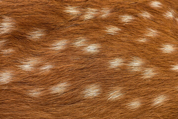 female sika deer fur texture Cute wild animal concept, brown deer and fur pattern background.