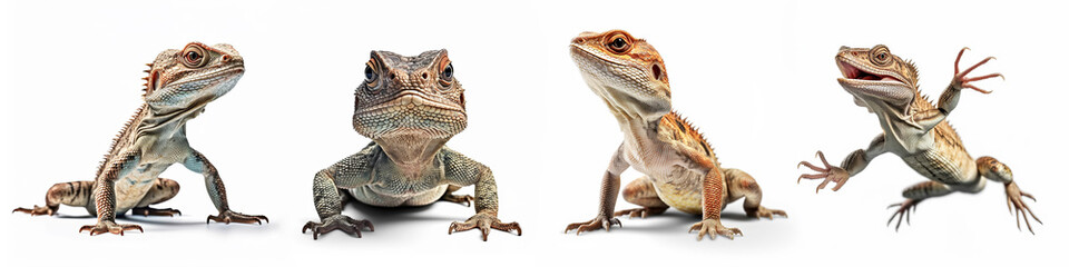Animals reptiles amphibians lizards pets banner panorama long - Collection of funny sitting, jumping, running, reptile amphibian lizard , isolated on white background, Generative Ai