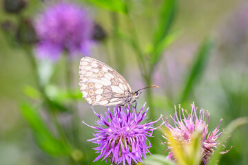 The marbled white - Melanargia galathea resting on Centaurea scabiosa - greater knapweed