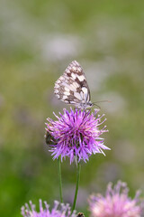 The marbled white - Melanargia galathea resting on Centaurea scabiosa - greater knapweed