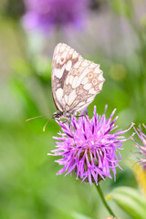 The marbled white - Melanargia galathea resting on Centaurea scabiosa - greater knapweed