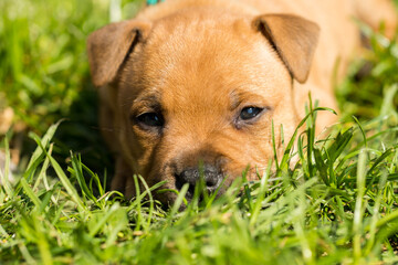 Staffordshire bull terrier, wonderful puppies from professional breeding of purebred dogs in Poland.