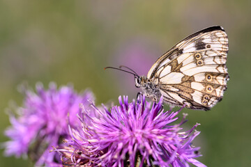 The marbled white - Melanargia galathea resting on Centaurea scabiosa - greater knapweed