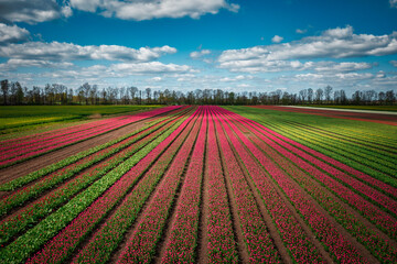 Fototapeta na wymiar Blooming tulips in the field of northern Poland