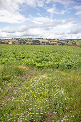 Fototapeta na wymiar Lush crops in the countryside.