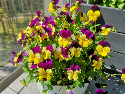 Yellow-purple Pansies In A Pot. Garden On The Balcony.