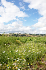 Fototapeta na wymiar Summertime crops and wild flowers in the countryside.