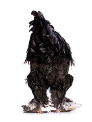 Impressive Brahma mix rooster, standing backwards showing butt. Isolated on a white background.