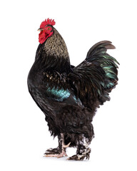 Impressive Brahma mix rooster, standing side ways. Looking up. Isolated on a white background.