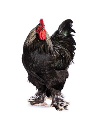Impressive Brahma mix rooster, standing facing forward. Looking towards camera. Isolated on a white background.