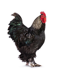 Impressive Brahma mix rooster, standing side ways. Isolated on a white background.