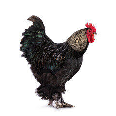 Impressive Brahma mix rooster, standing side ways. Isolated on a white background.