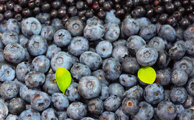 Blueberries, a superfood like no other, are the top superfood choice of doctors. Blueberry has many amazing nutrients including antioxidants, fiber, and vitamins.