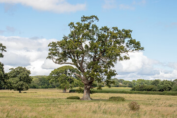 Oak tree in the field