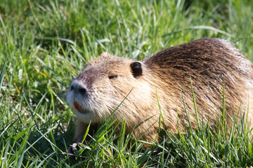 Wild nutria close-up on the shore in green grass - Powered by Adobe