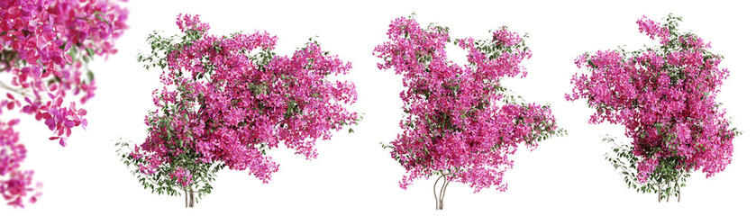 Set of Bougainvillea flower plants, isolated on transparent background. 3D render. - 602912085
