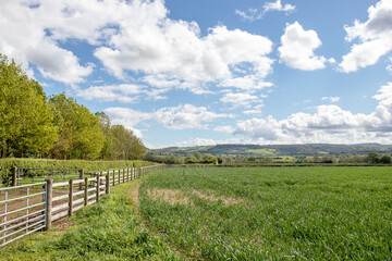 Fototapeta premium Fence and crops in the countryside.