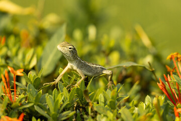 lizard on the grass