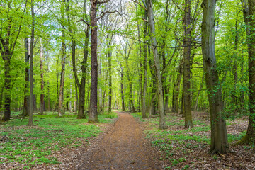 A path through a green forest in early spring