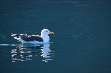 seagull swims on the fjord in Norway. The sea bird is reflected in the water.