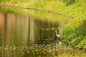 grey strok at lake