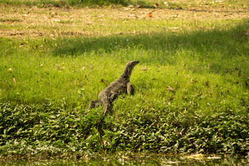 monitor lizard