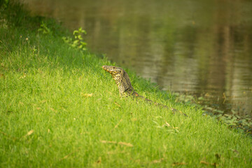 monitor lizard