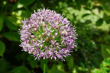 Allium flower beginning to bloom in late spring early summer. Tall sphere shaped flower with purple...