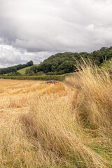 Wheat fields in the summertime.