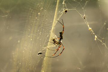 spider on web
